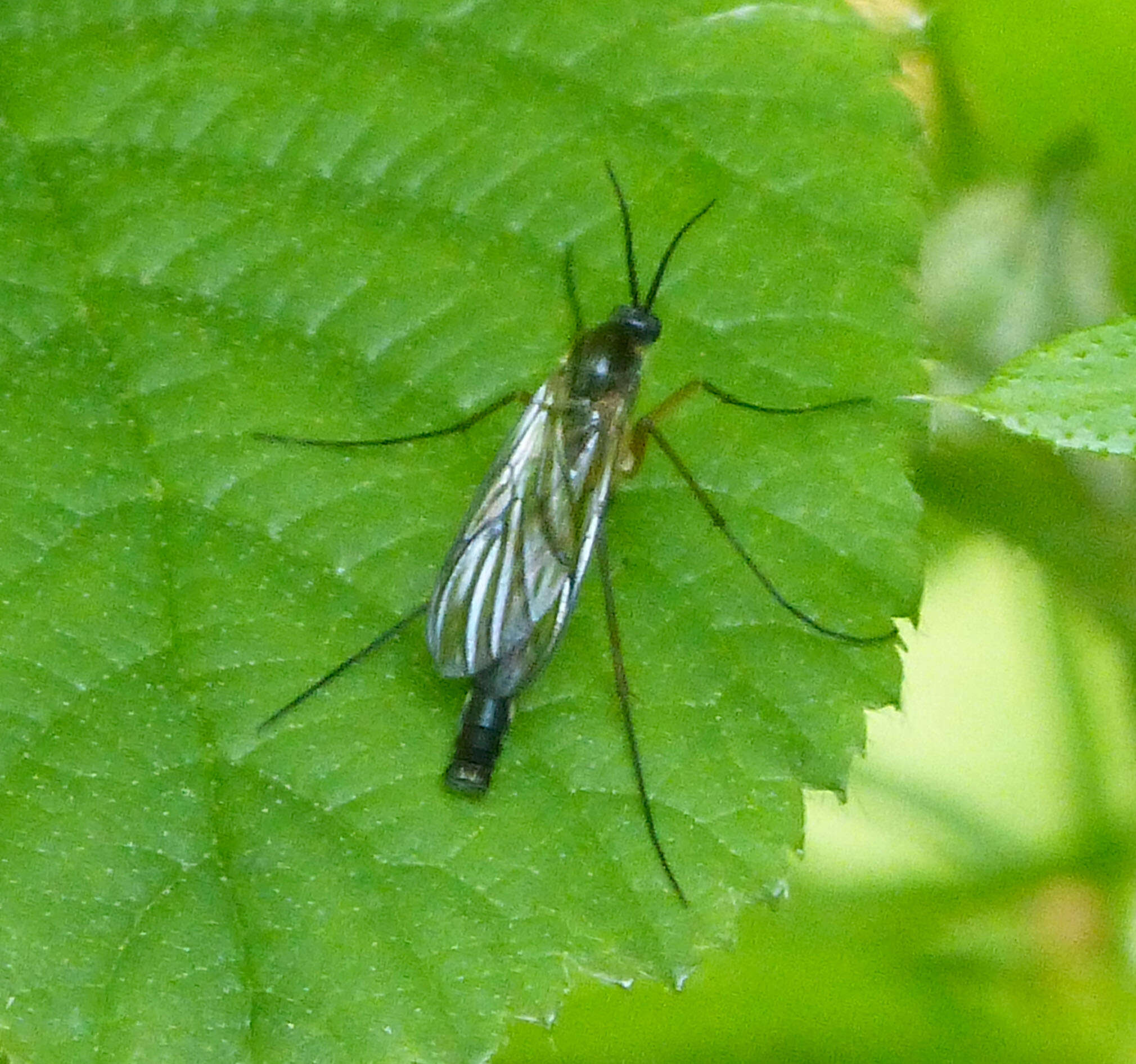 Image of predatory fungus gnats