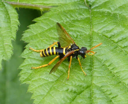 Image of <i>Tenthredo scrophulariae</i>