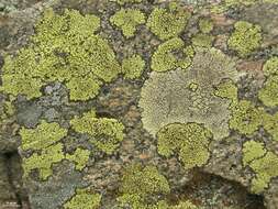 Image of Golden moonglow lichens