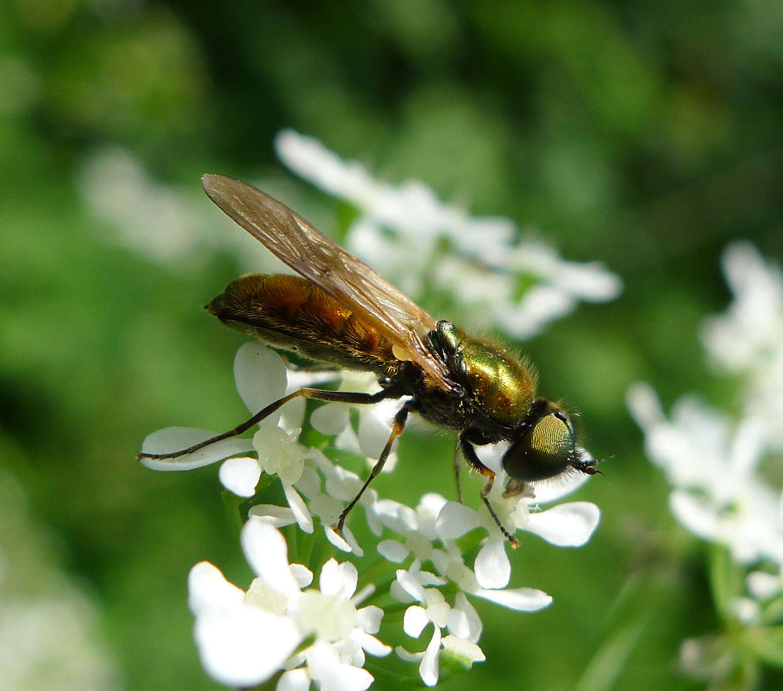 Sivun Chloromyia kuva