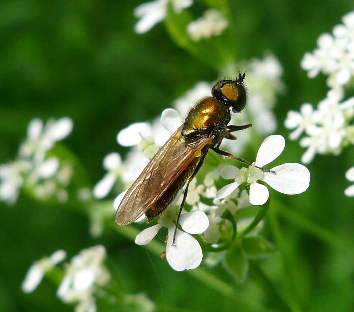 Sivun Chloromyia kuva