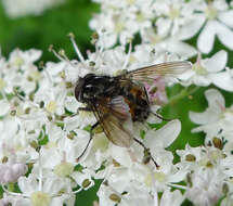 Image of House fly