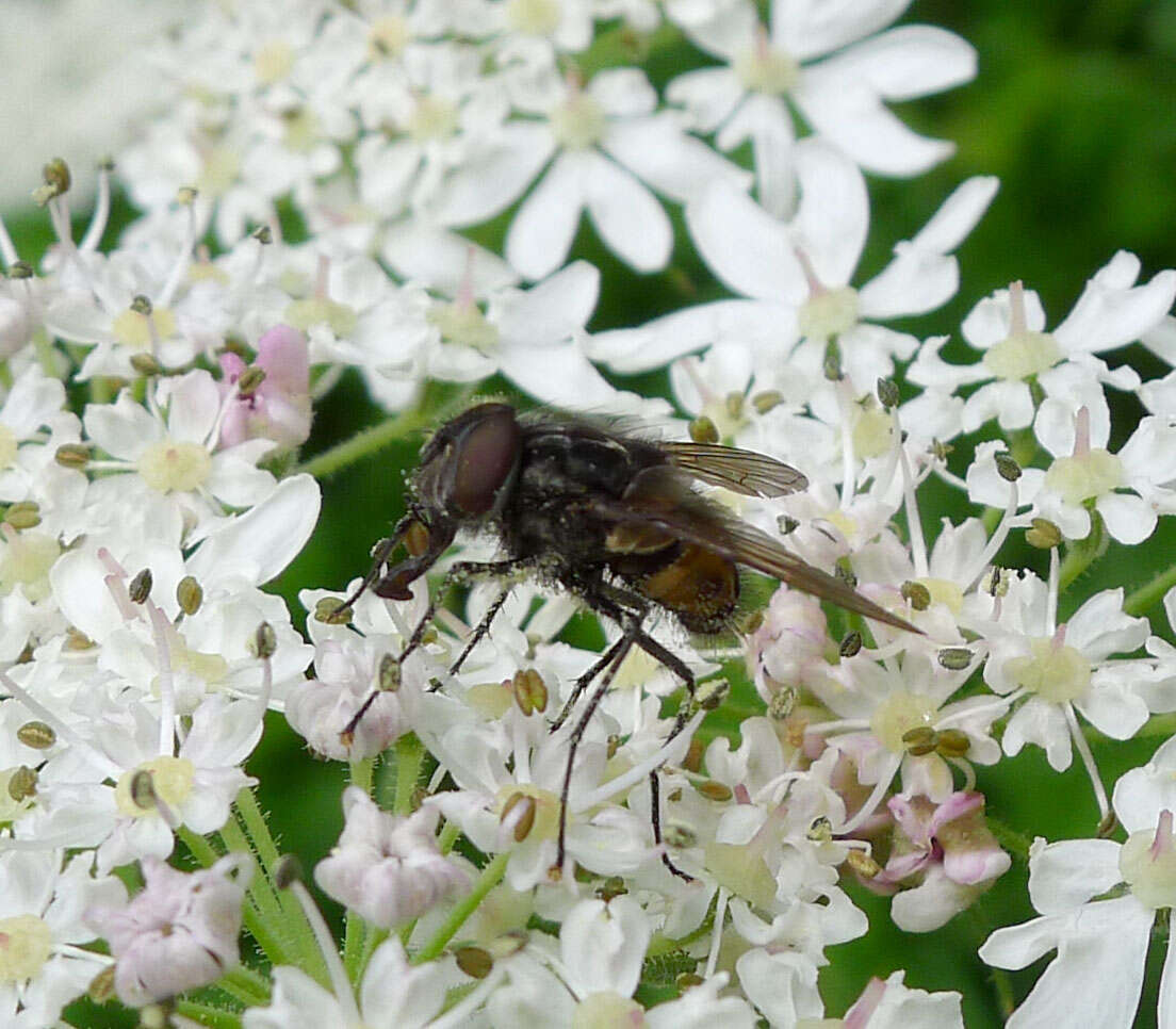 Image of House fly