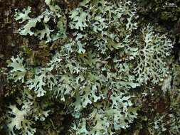 Image of hypotrachyna lichen