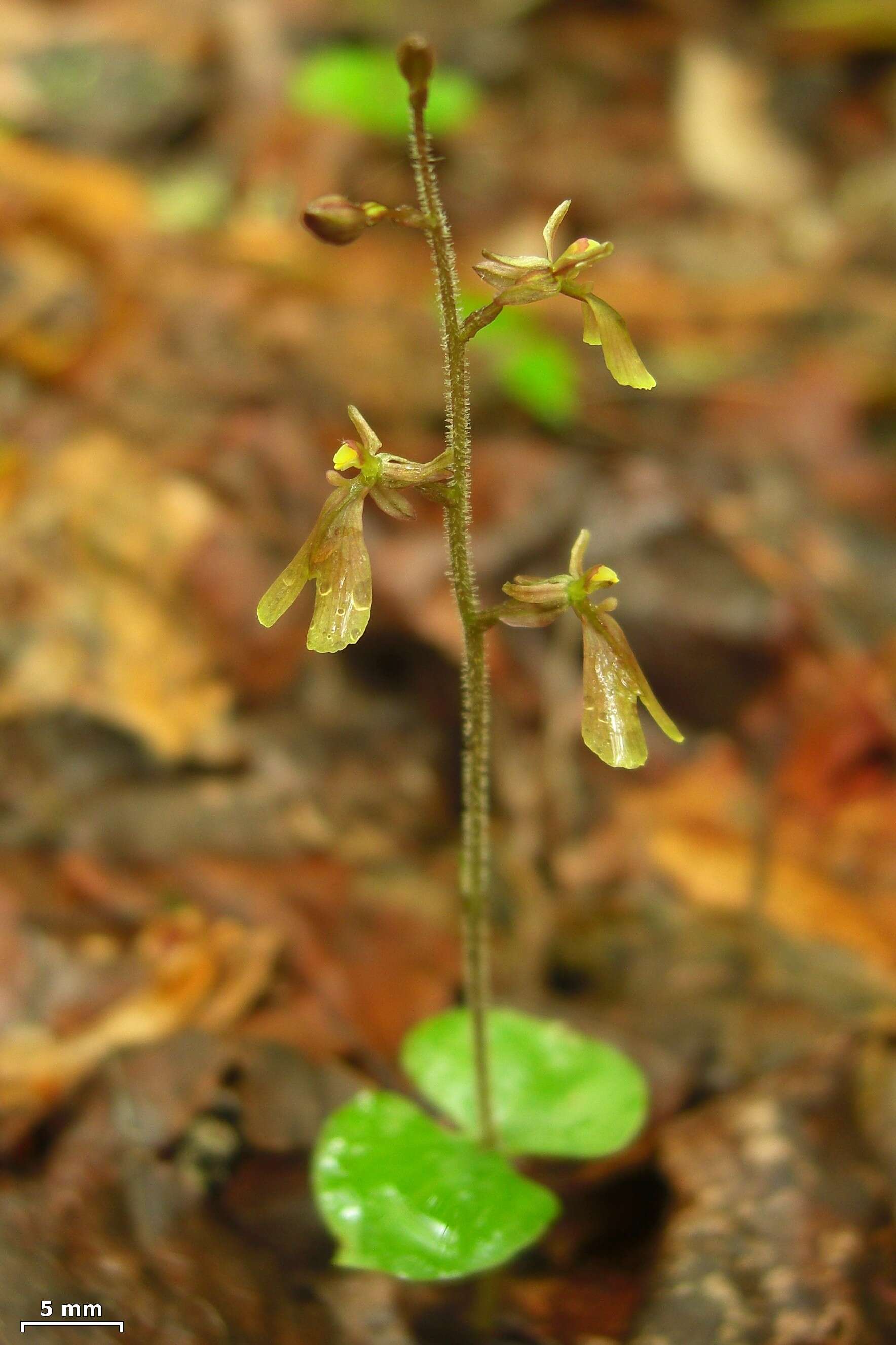 Image of Kidneyleaf twayblade