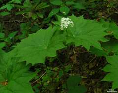 Image of American umbrellaleaf