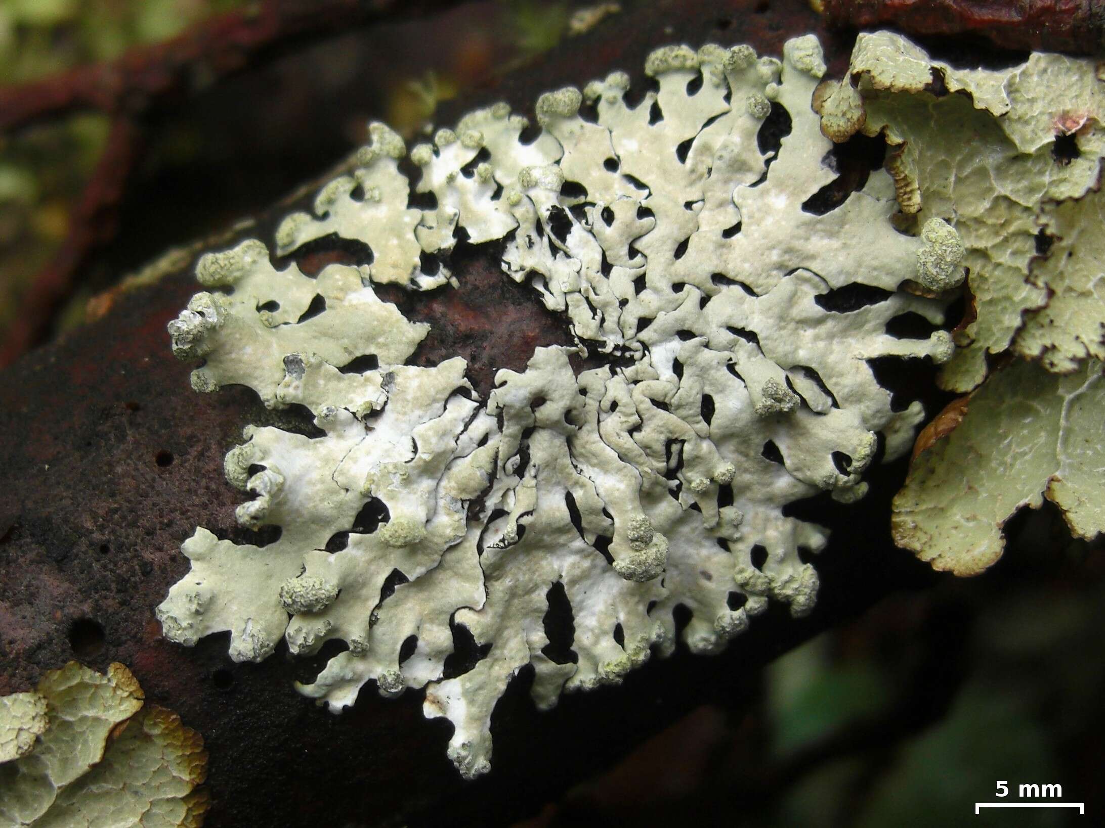 Image of hypotrachyna lichen