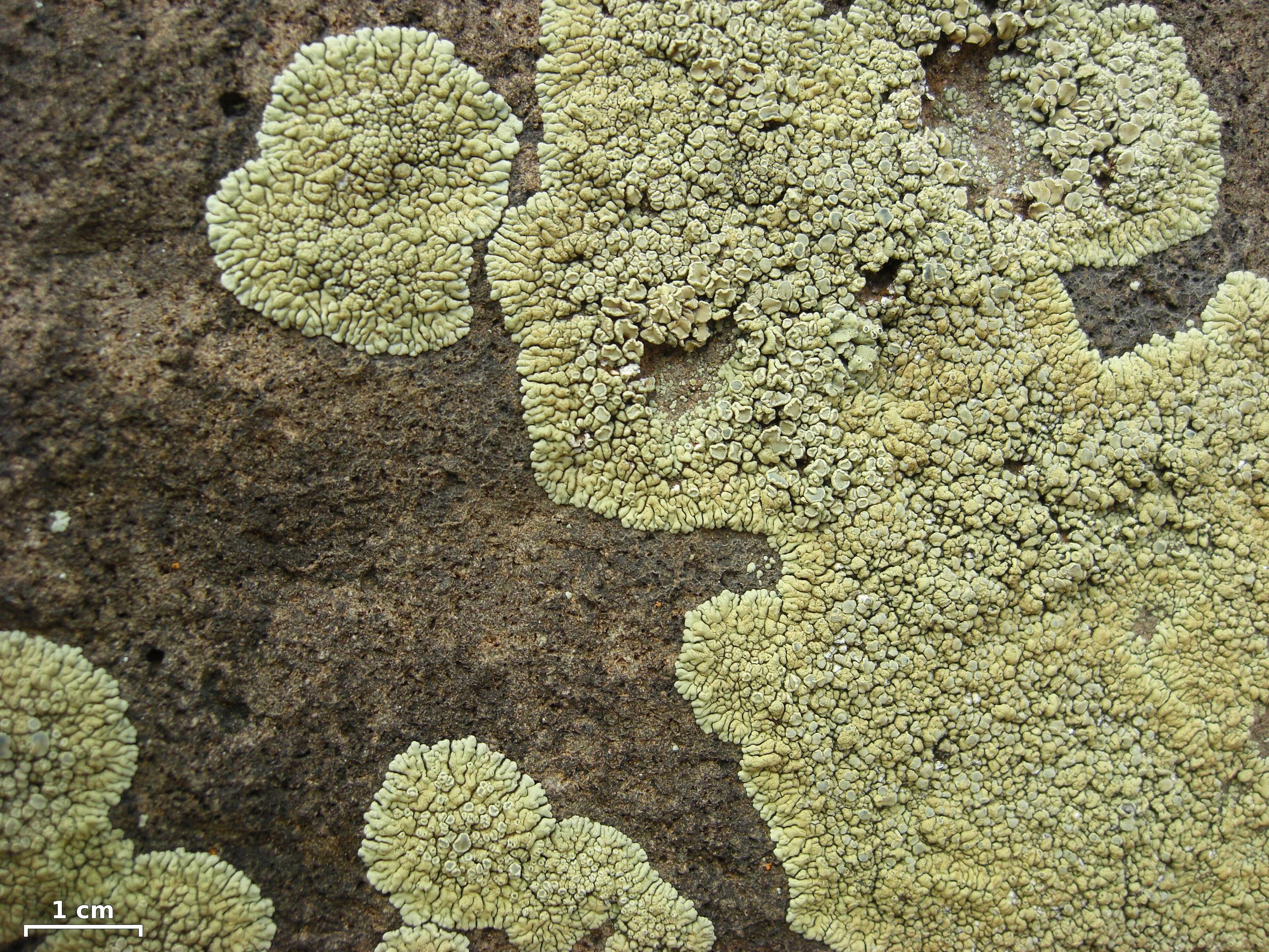 Image of Lecanora garovaglioi