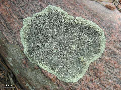 Image of Golden moonglow lichens