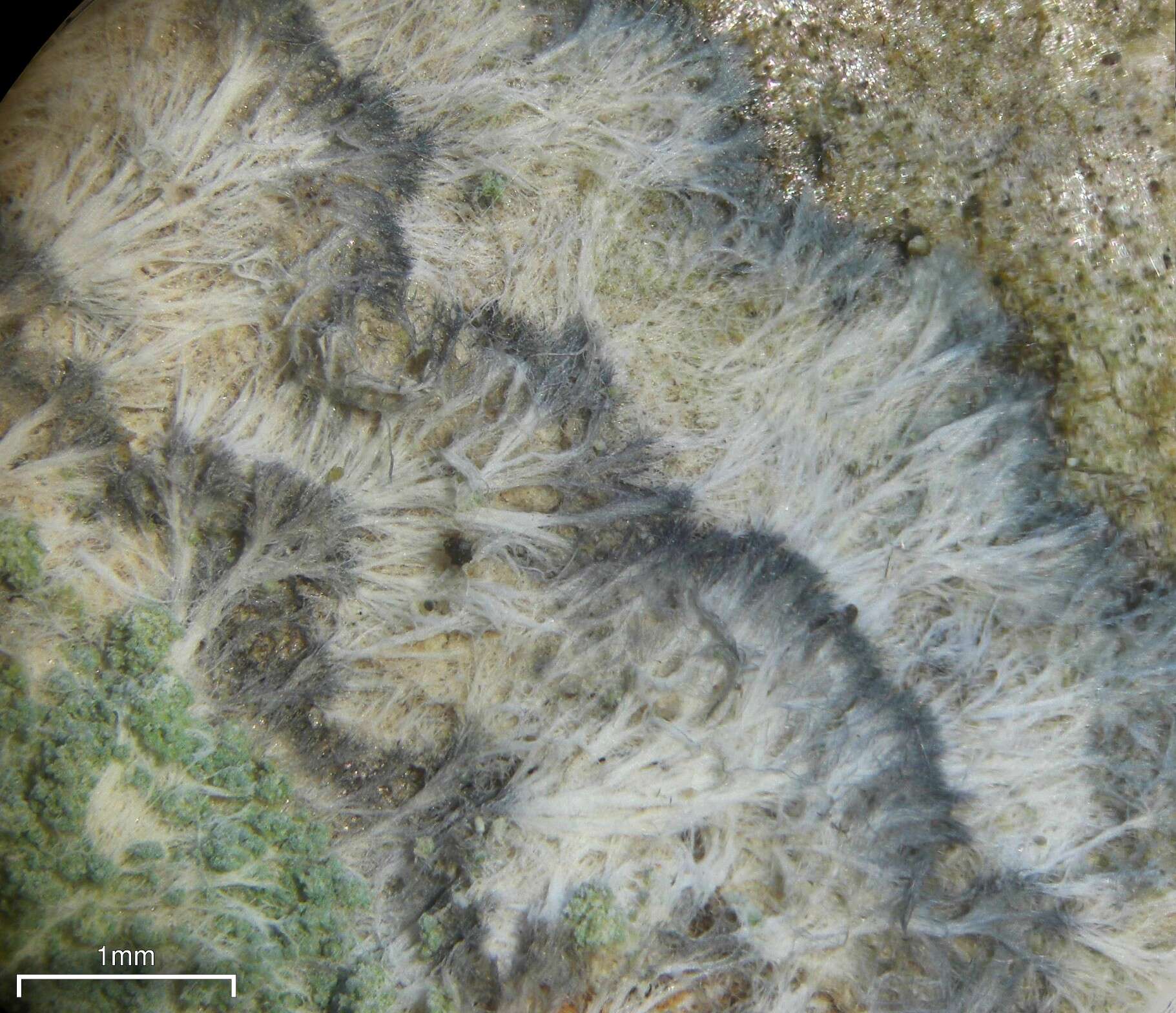 Image of Lecanora thysanophora