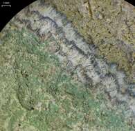 Image of Lecanora thysanophora