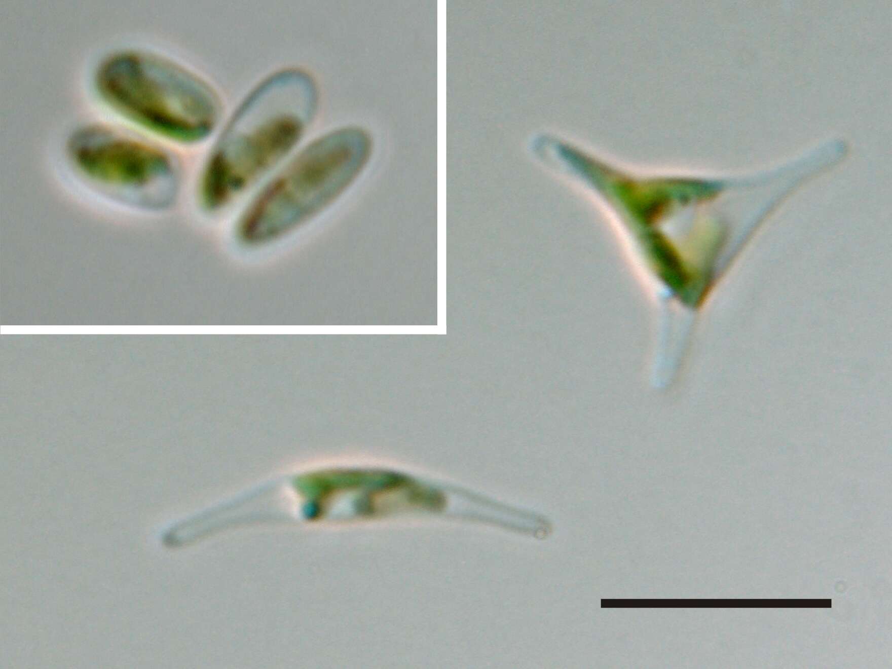 Image de Phaeodactylum tricornutum