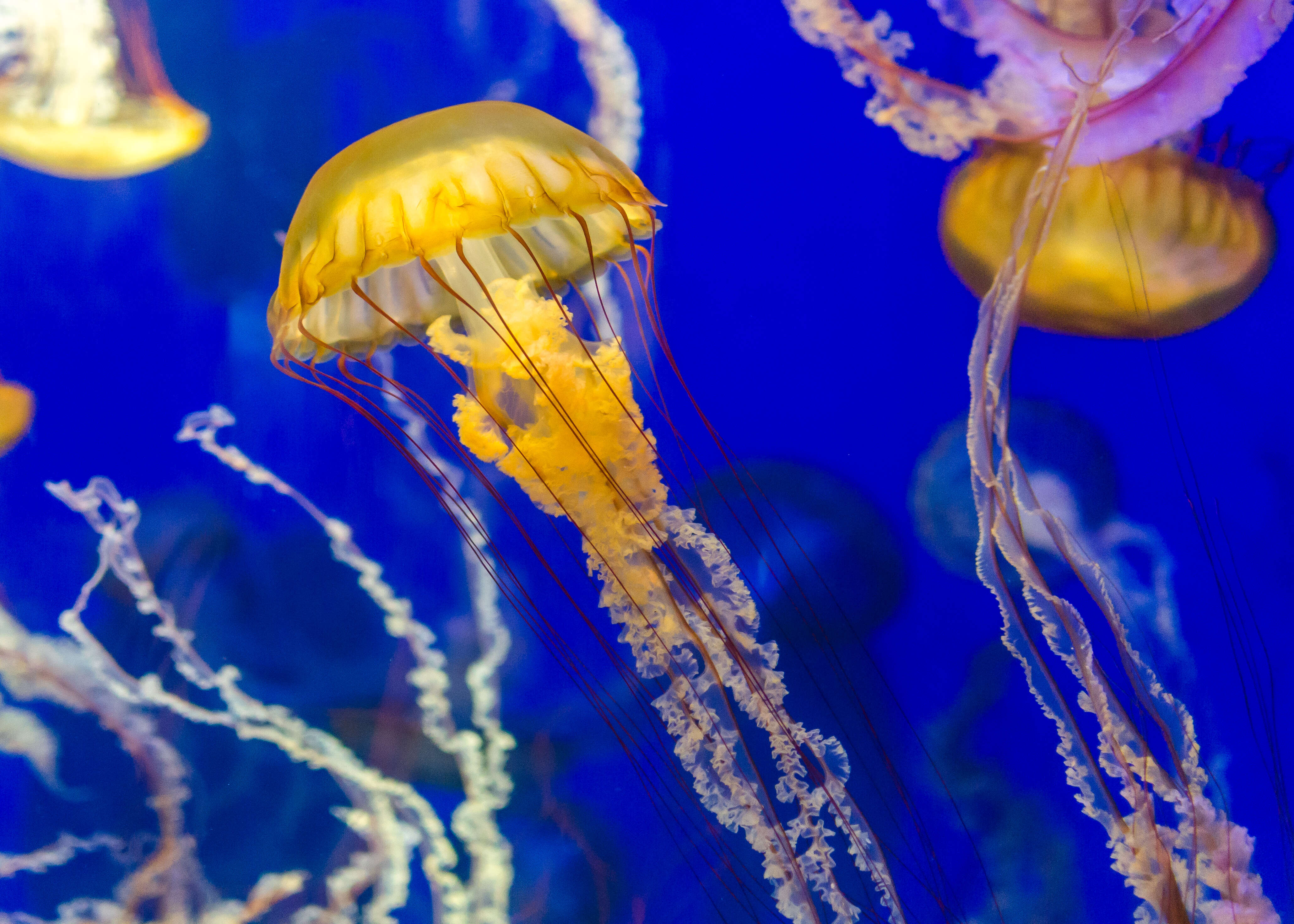 Image of Sea nettle