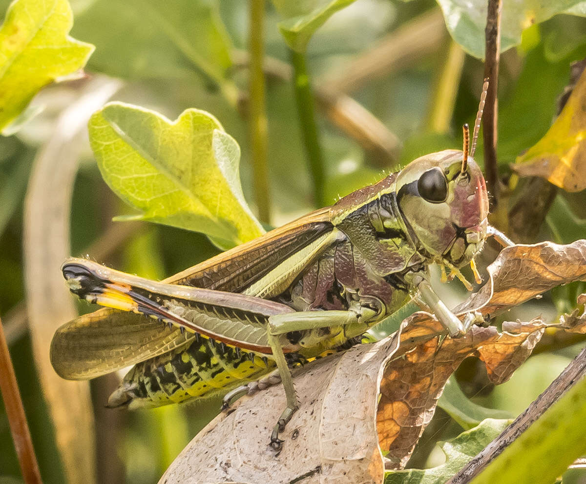 Image of Large marsh grasshopper