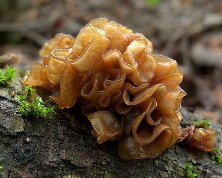 Image of Phaeotremella frondosa