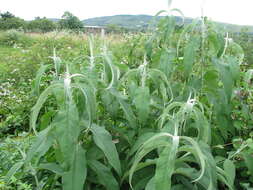 Image of Buddleja nivea Duthie