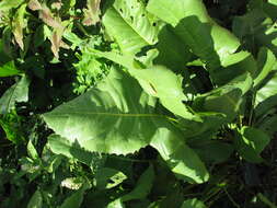 Silphium terebinthinaceum Jacq. resmi