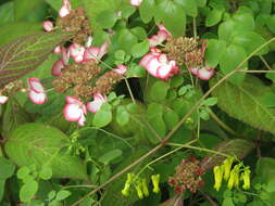 Image of yellow bleeding heart vines