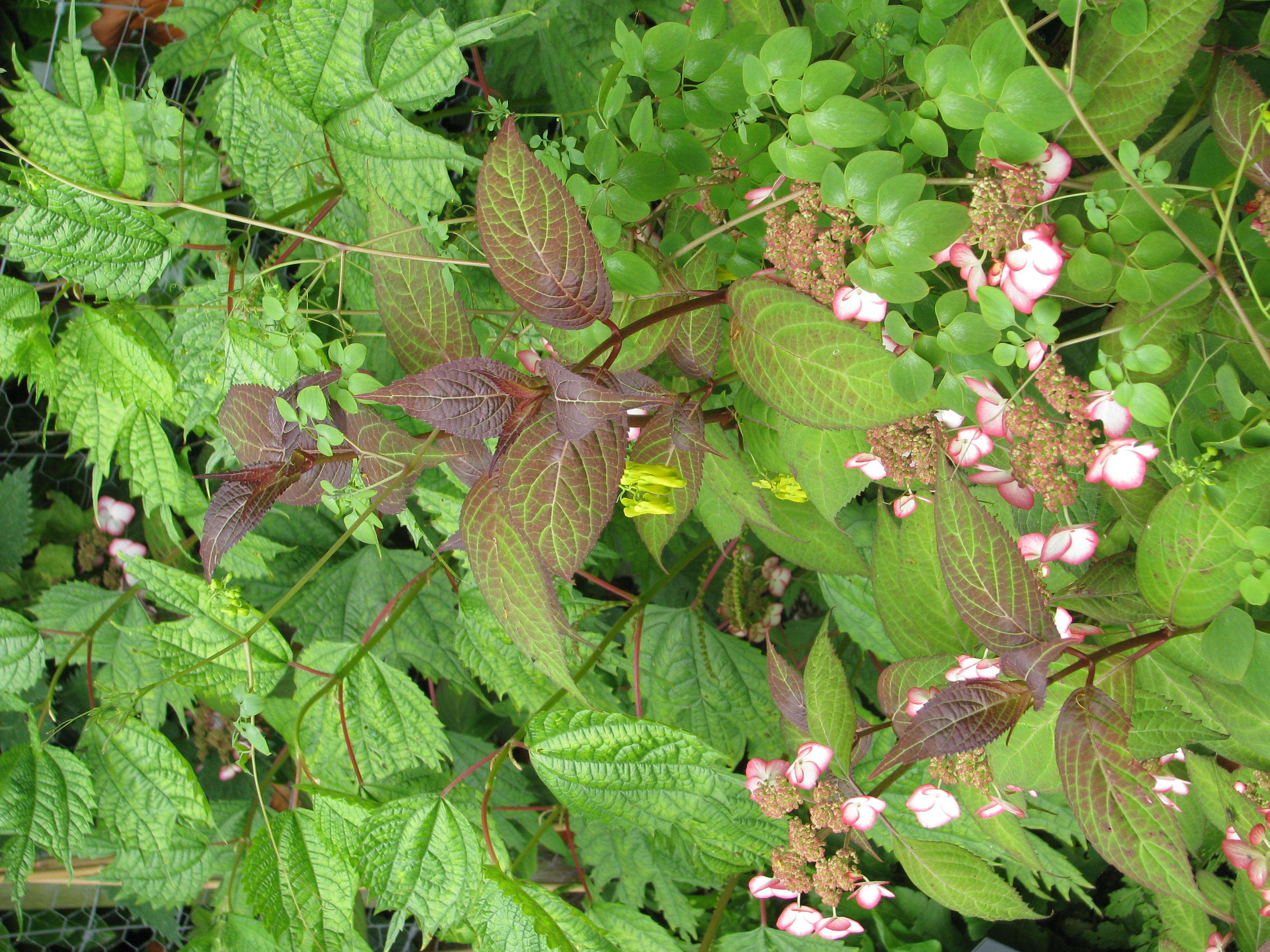 Image of yellow bleeding heart vines