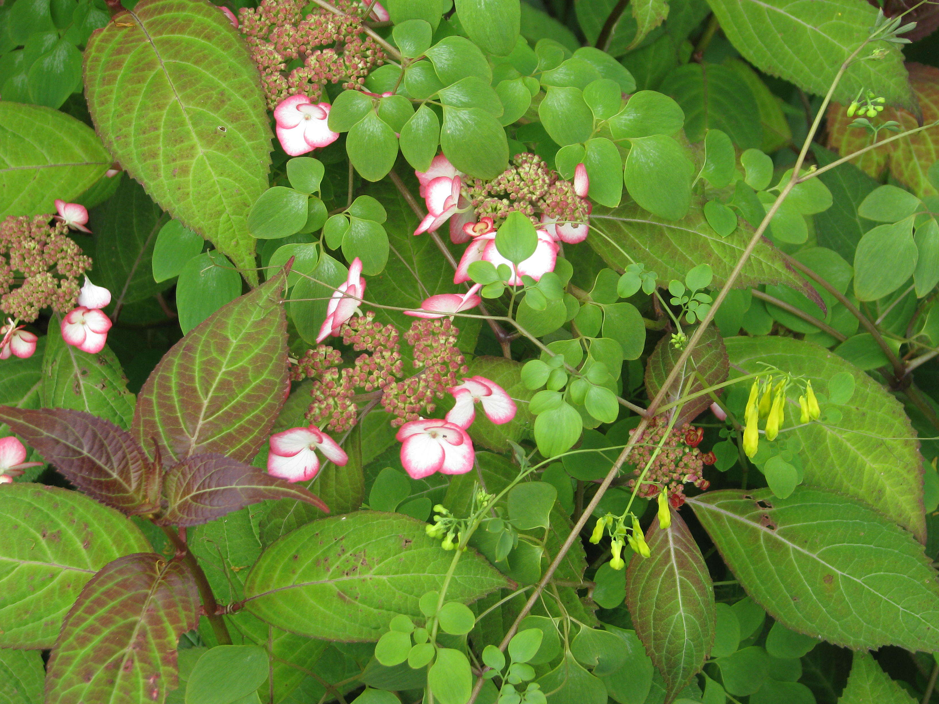 Image of yellow bleeding heart vines