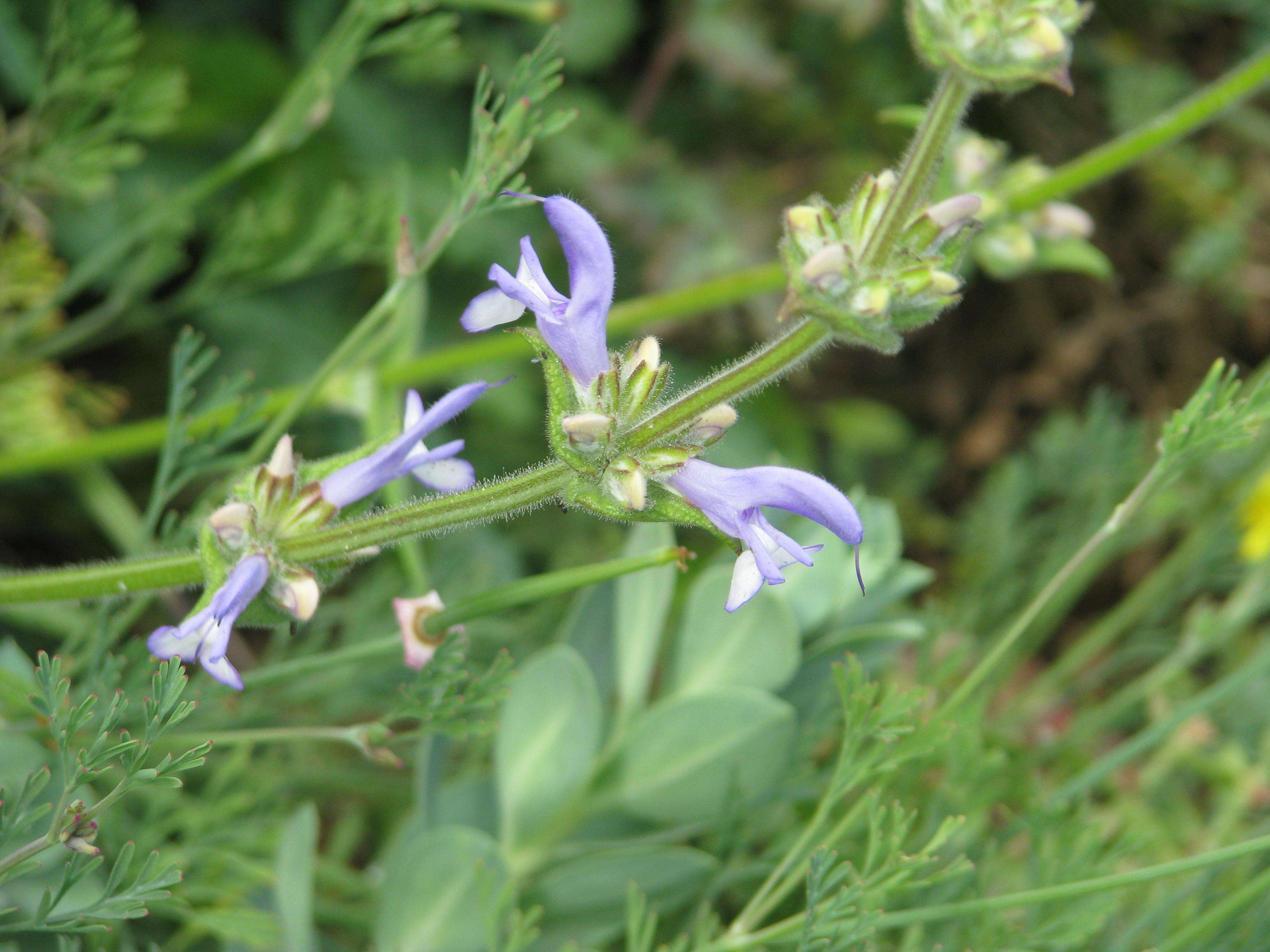 Image of Salvia hypargeia Fisch. & C. A. Mey.