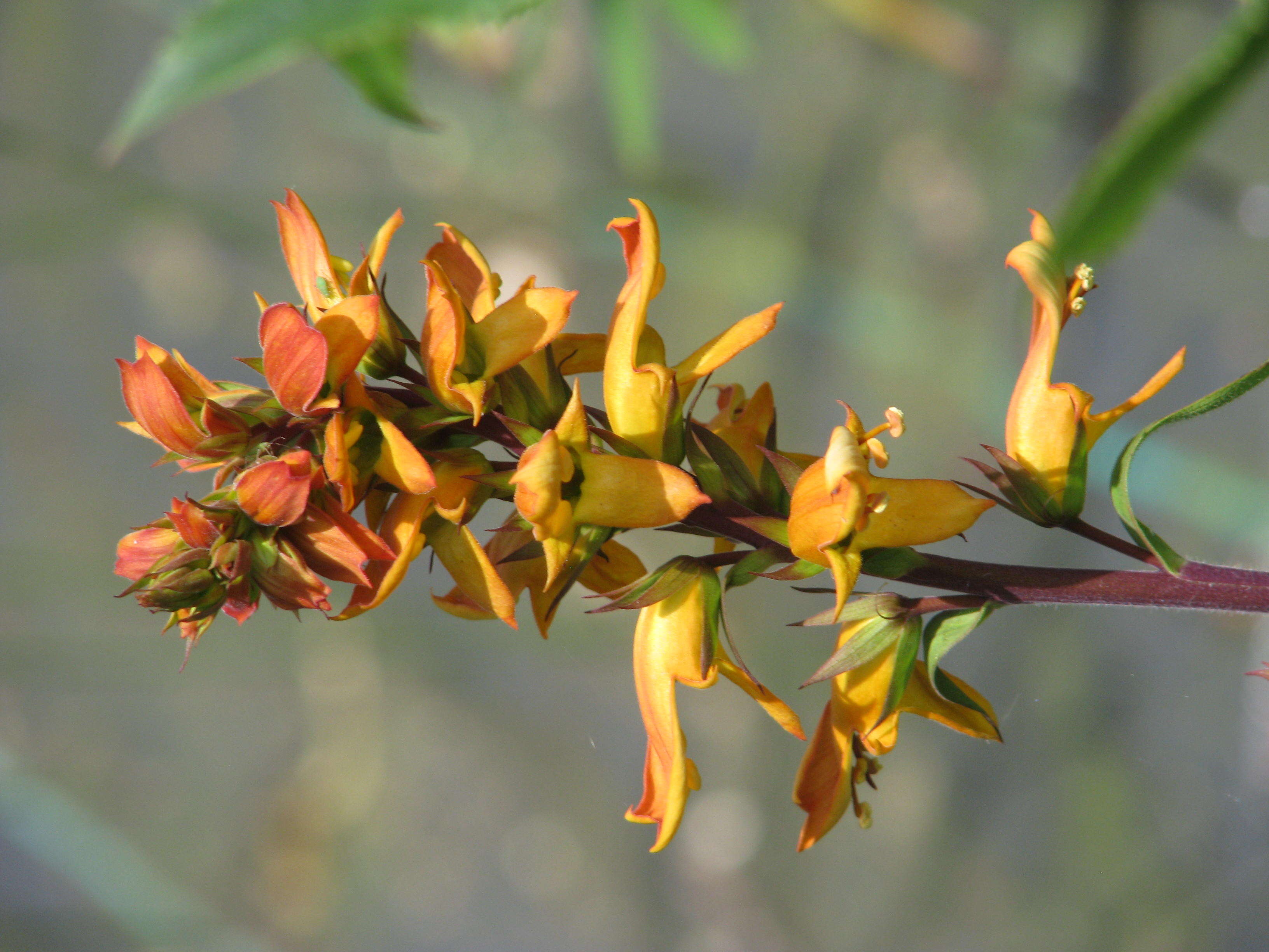 Imagem de Digitalis canariensis L.