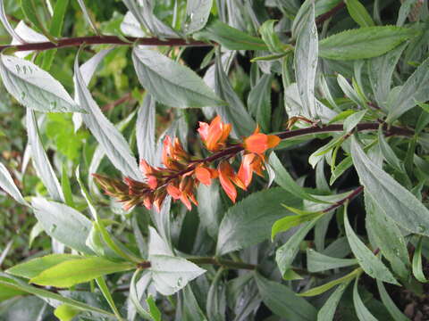 Imagem de Digitalis canariensis L.