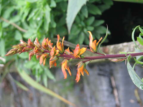 Imagem de Digitalis canariensis L.