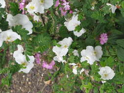 Rosa sericea Lindl. resmi