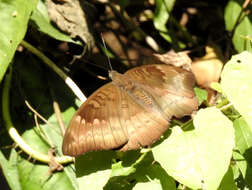 Image of Euthalia anosia Moore 1857