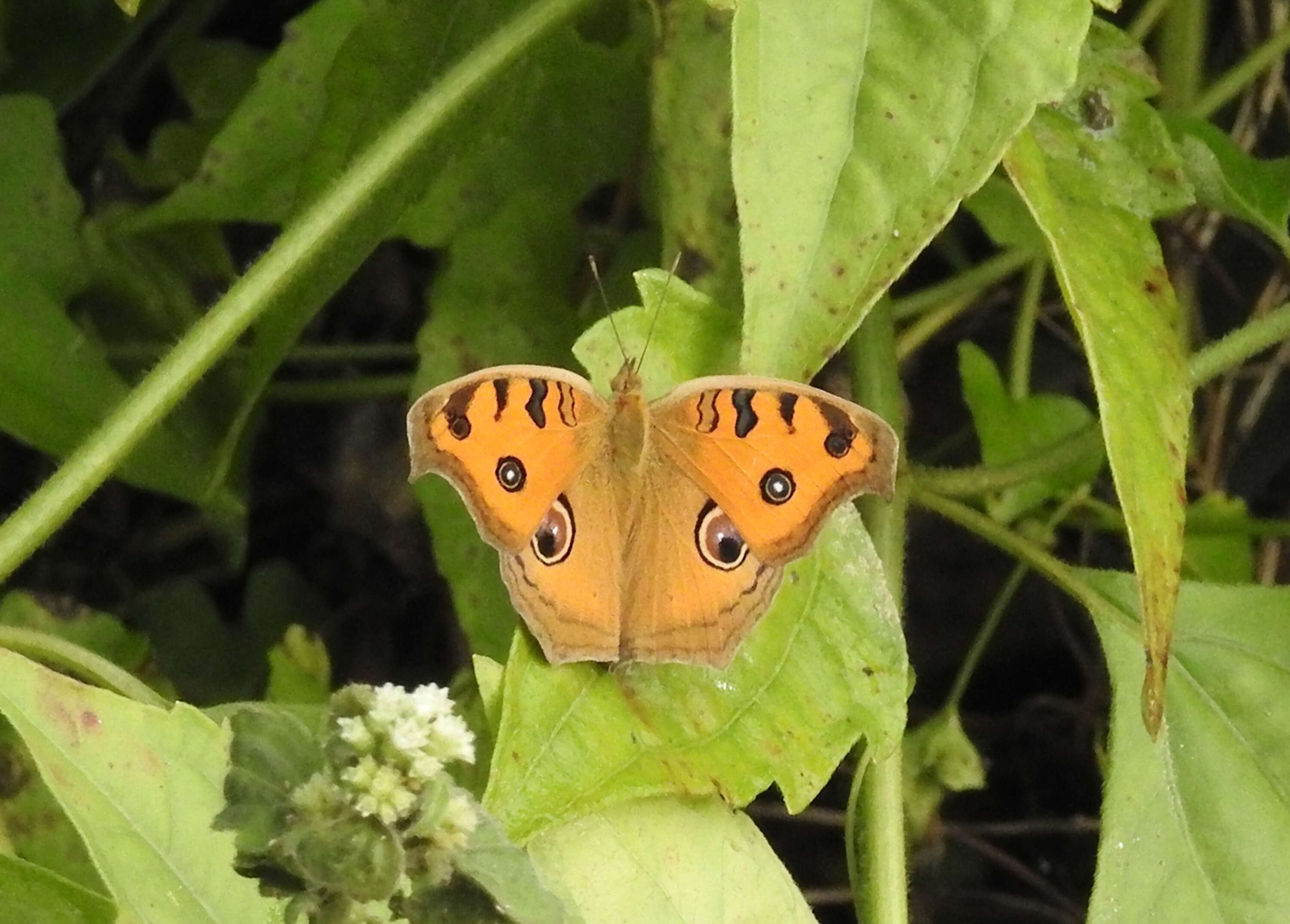 Imagem de Junonia almana Linnaeus 1758