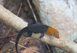 Image of Yellow-headed gecko