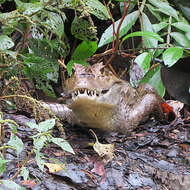 Image of Common Caiman