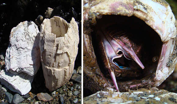 Image of giant barnacle