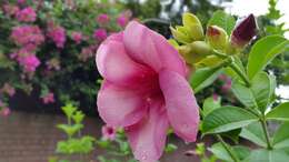 Image of purple allamanda