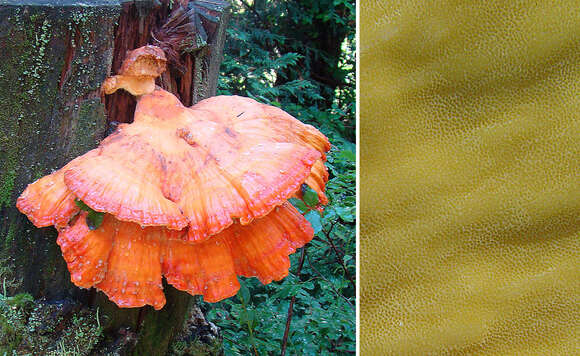 Image de Laetiporus conifericola Burds. & Banik 2001