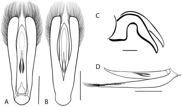 Image of Dineutus ciliatus (Forsberg 1821)