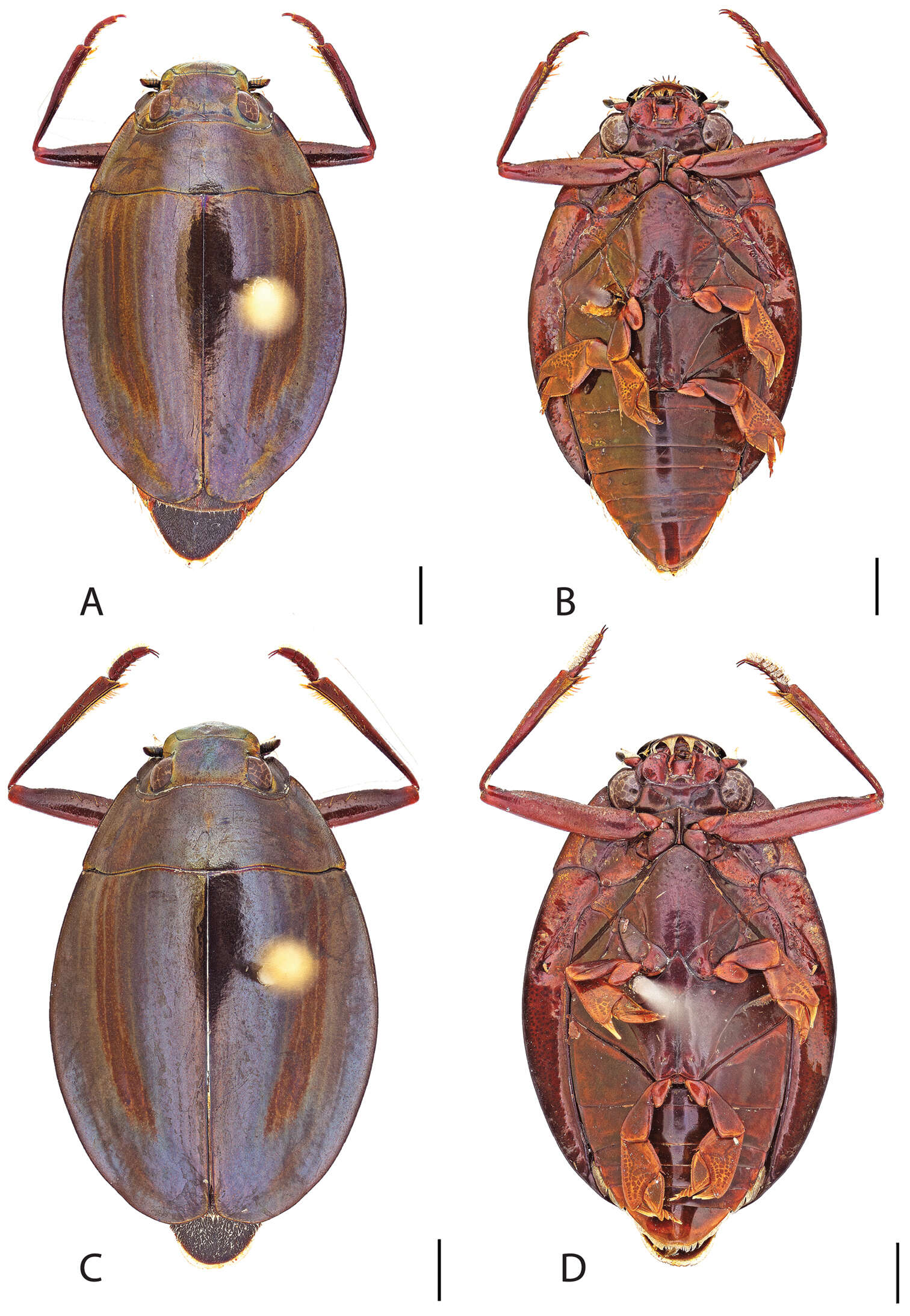 Image of Dineutus ciliatus (Forsberg 1821)