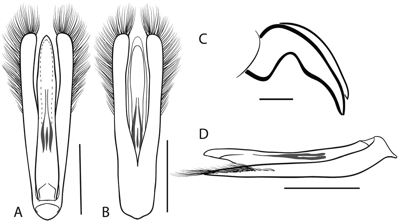 Image of Dineutus discolor Aubé 1838