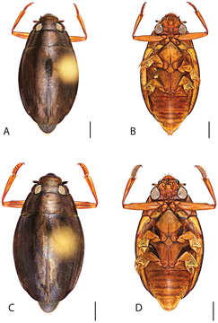 Image of Dineutus discolor Aubé 1838