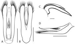 Image of Dineutus nigrior Roberts 1895