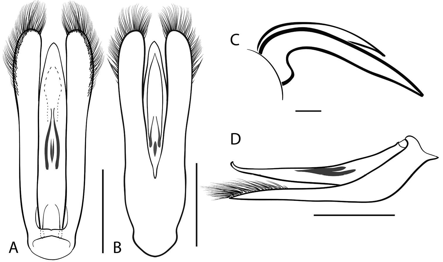 Image of Dineutus nigrior Roberts 1895