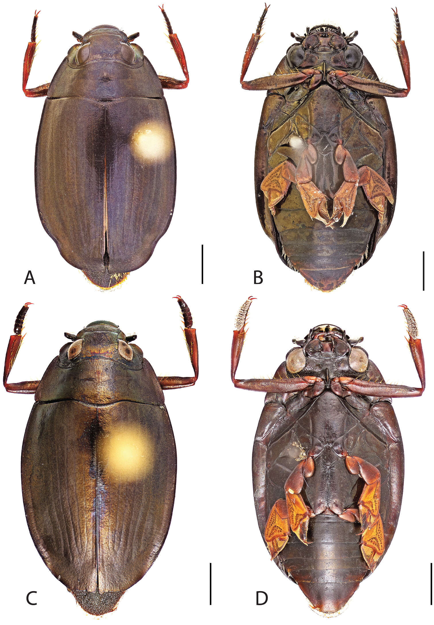 Image of Dineutus nigrior Roberts 1895