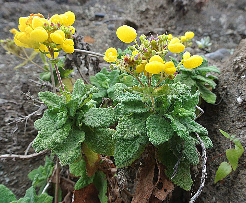 Image of Calceolaria integrifolia Murr.