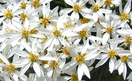 Image of Chiliotrichum diffusum (Forst. fil.) Kuntze