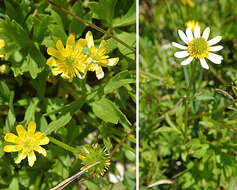 Image of Ranunculus peduncularis Sm.