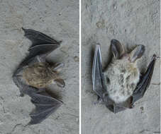 Image of Small Big-eared Brown Bat