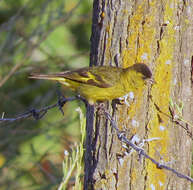 Image of Black-chinned Siskin