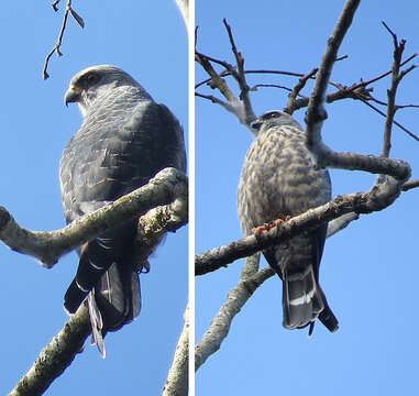 Image of Plumbeous Kite