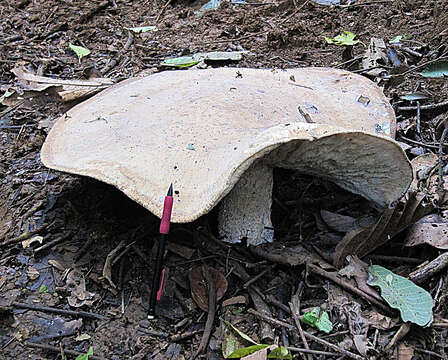 Image of Macrocybe titans (H. E. Bigelow & Kimbr.) Pegler, Lodge & Nakasone 1998